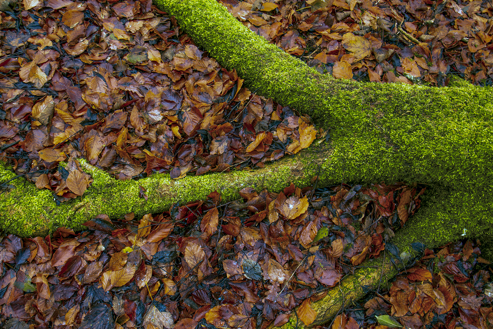 tree-rooting_53468085516_o